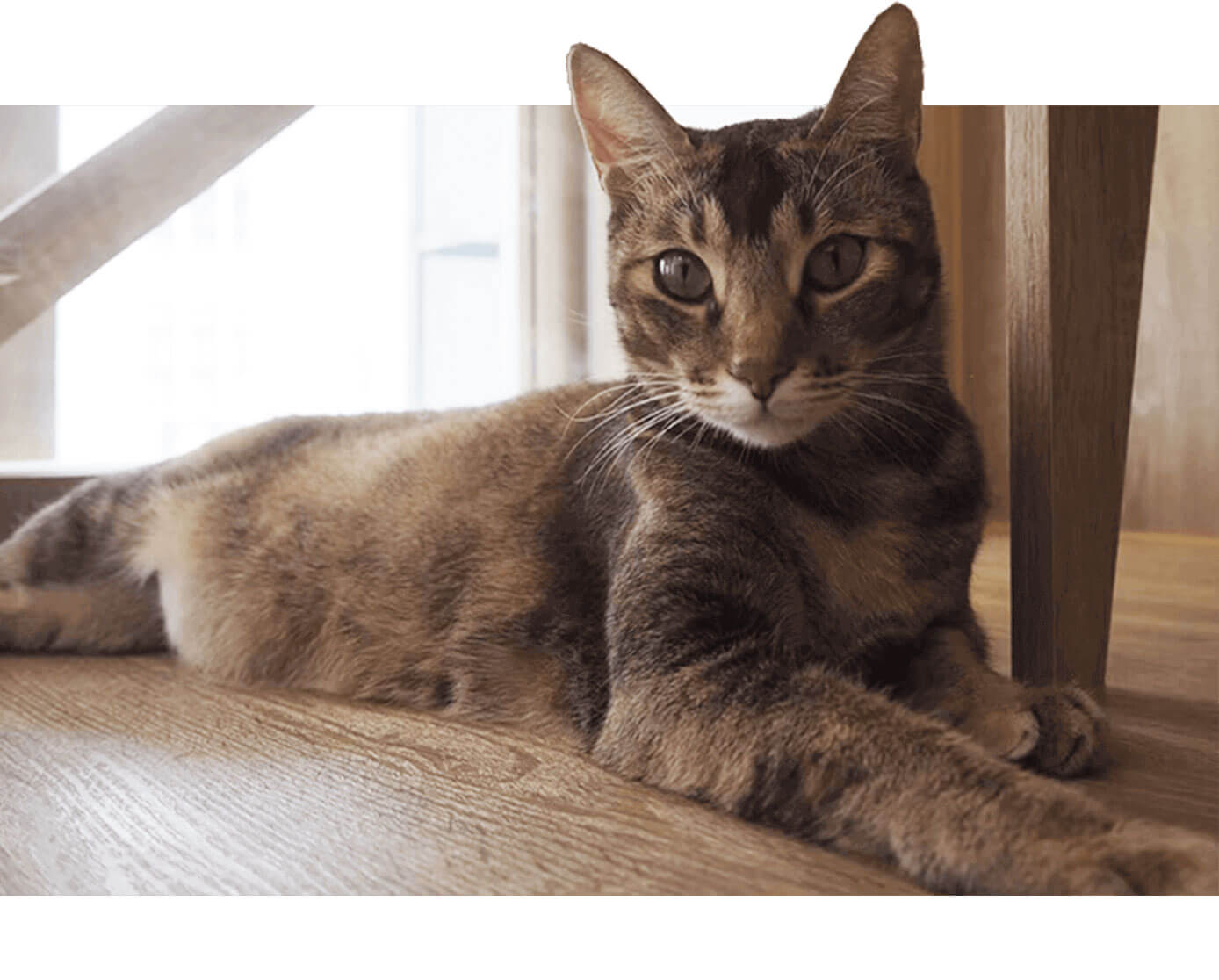 住在貓旅館裡的貓很安心自在